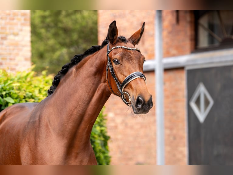 Hanoverian Mare 3 years 16,3 hh Brown in Berlin
