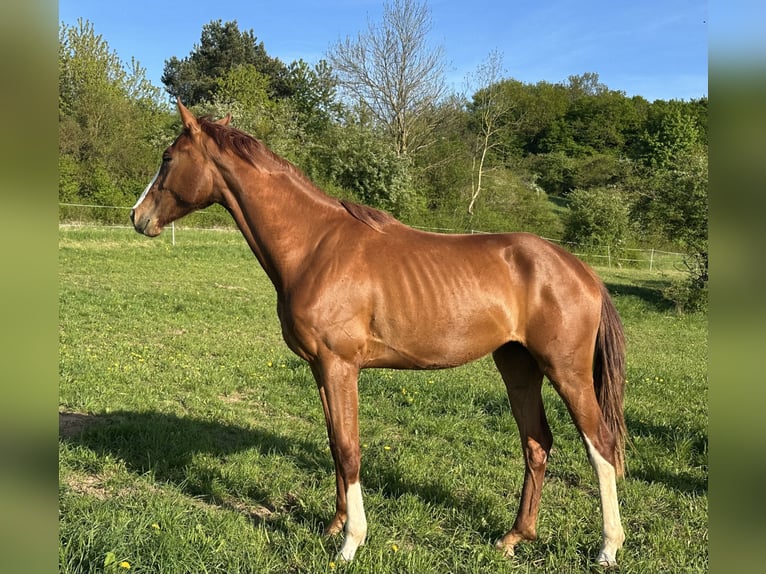 Hanoverian Mare 3 years 16,3 hh Chestnut-Red in Dransfeld