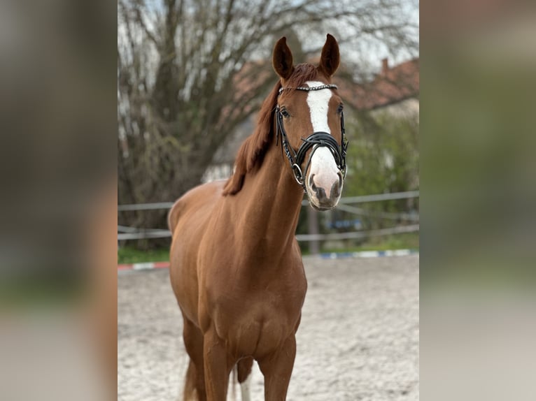 Hanoverian Mare 3 years 16,3 hh Chestnut-Red in Dransfeld