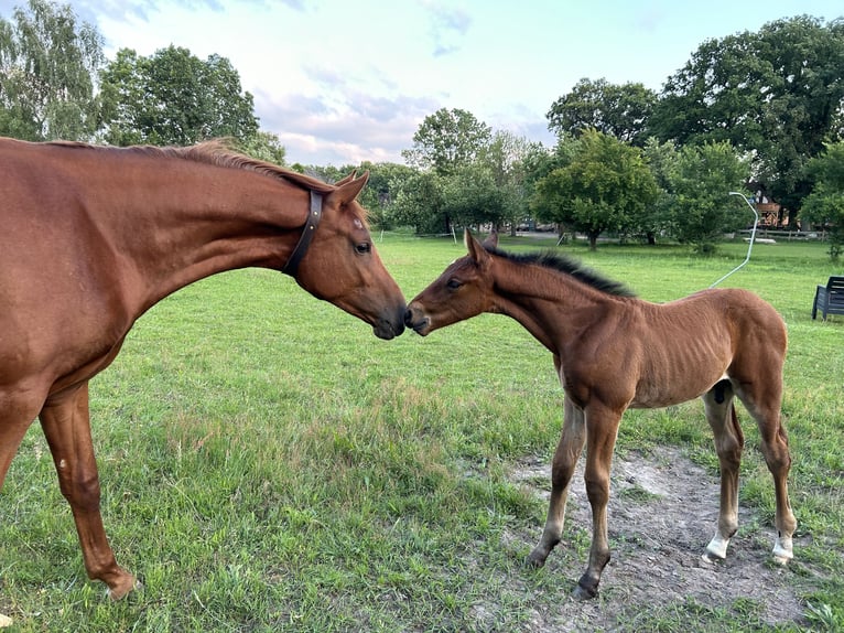 Hanoverian Mare 3 years 16,3 hh Chestnut-Red in TrebelTrebel