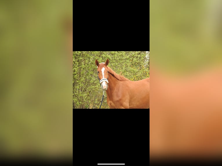 Hanoverian Mare 3 years 16,3 hh Chestnut-Red in Florstadt