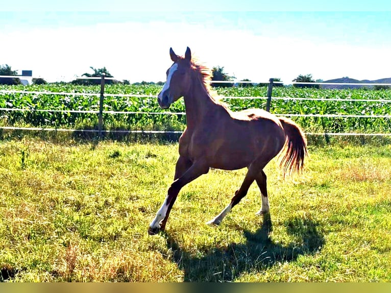 Hanoverian Mare 3 years 16,3 hh in Langenau