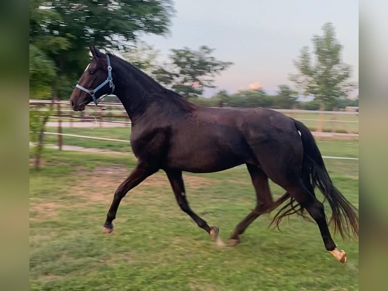 Hanoverian Mare 3 years 17 hh Bay-Dark in Tass