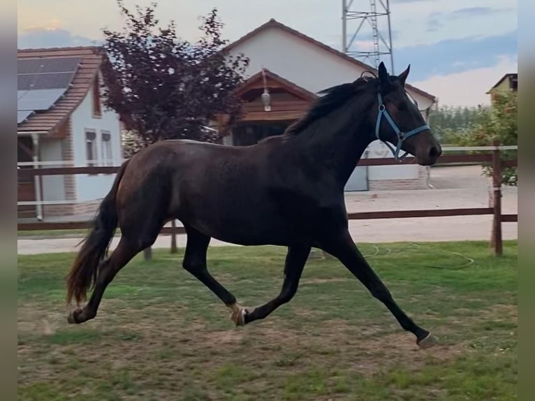 Hanoverian Mare 3 years 17 hh Bay-Dark in Tass