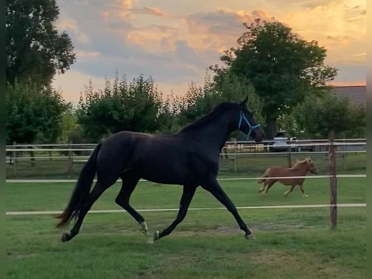 Hanoverian Mare 3 years 17 hh Bay-Dark in Tass