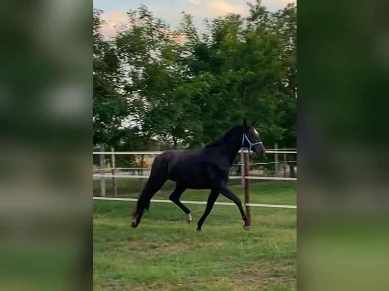 Hanoverian Mare 3 years 17 hh Bay-Dark in Tass