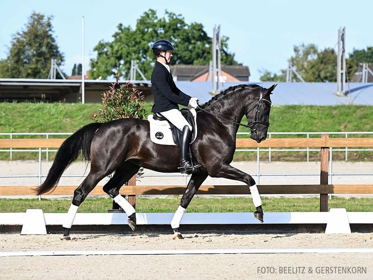 Hanoverian Mare 3 years 17 hh Bay-Dark in Verden