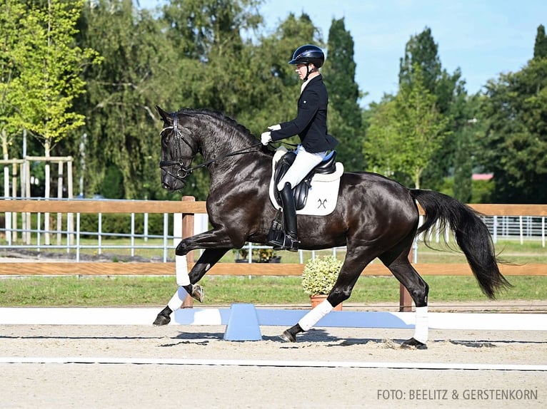 Hanoverian Mare 3 years 17 hh Bay-Dark in Verden