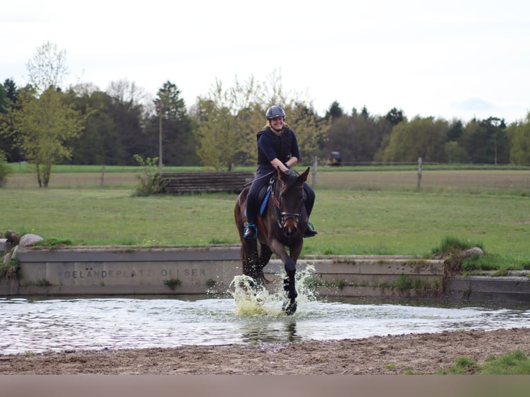Hanoverian Mare 3 years 17 hh Bay-Dark in Kollow