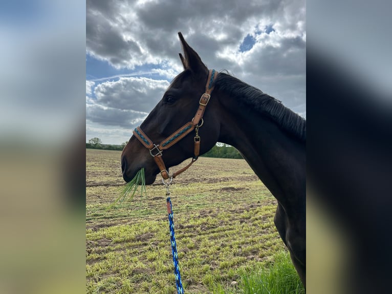 Hanoverian Mare 3 years 17 hh Bay-Dark in Kollow