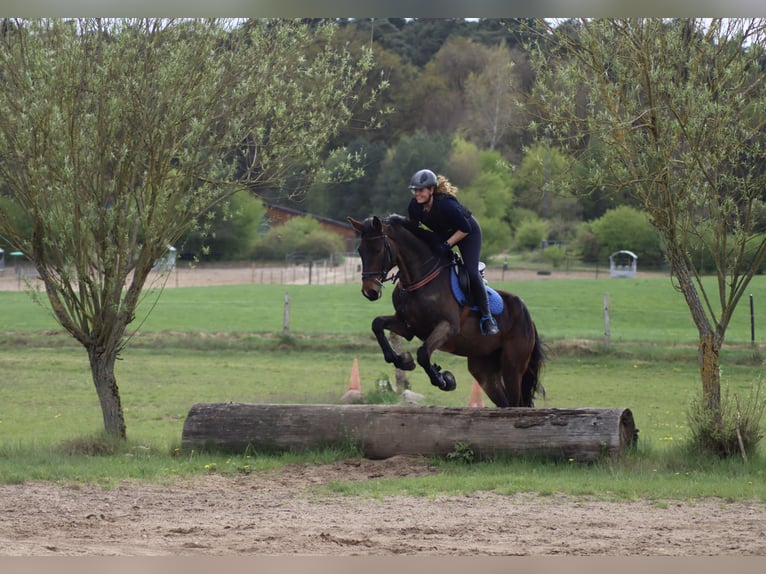 Hanoverian Mare 3 years 17 hh Bay-Dark in Kollow