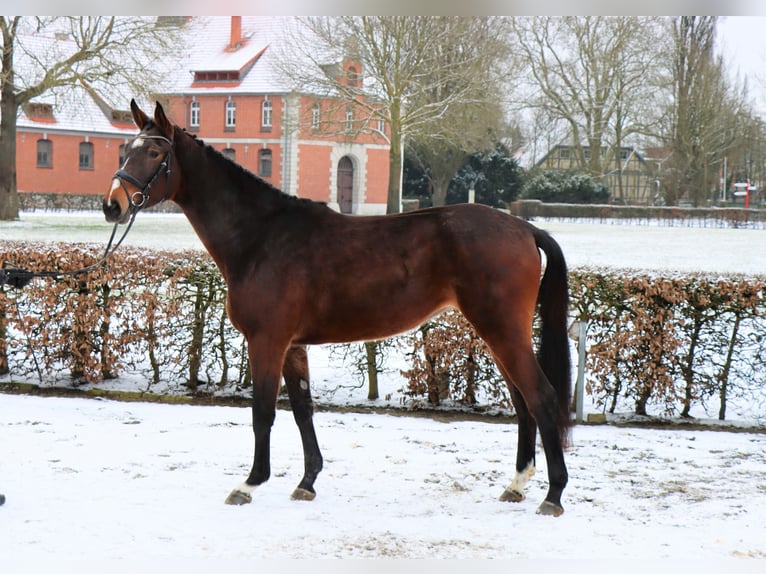 Hanoverian Mare 3 years 17 hh Bay-Dark in Celle