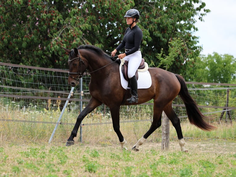 Hanoverian Mare 3 years 17 hh Bay-Dark in Strausberg