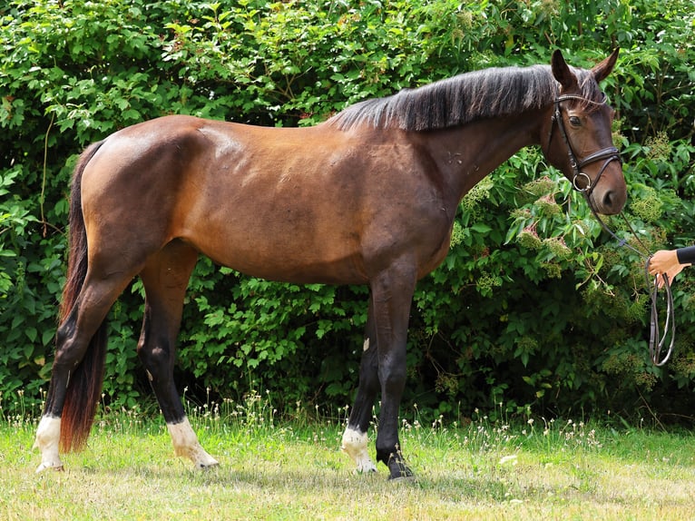 Hanoverian Mare 3 years 17 hh Bay-Dark in Strausberg