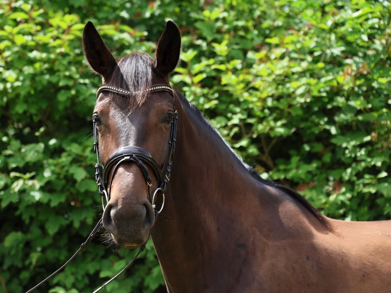 Hanoverian Mare 3 years 17 hh Bay-Dark in Strausberg