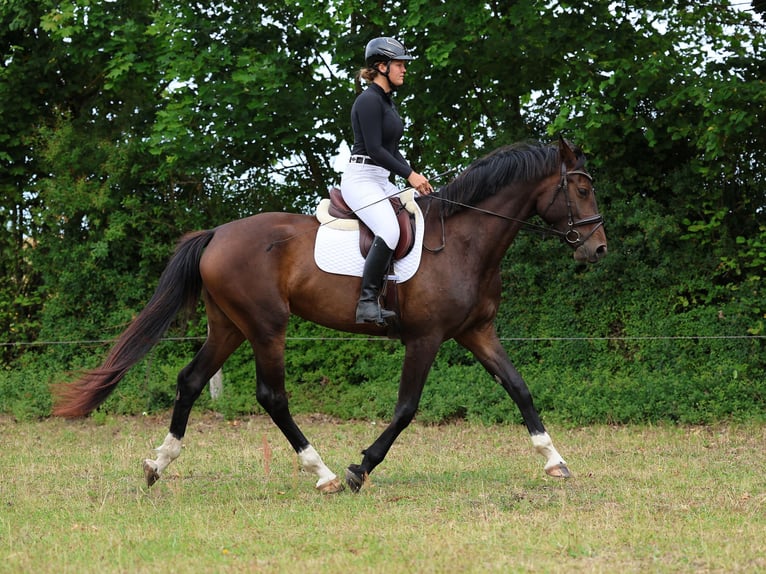 Hanoverian Mare 3 years 17 hh Bay-Dark in Strausberg