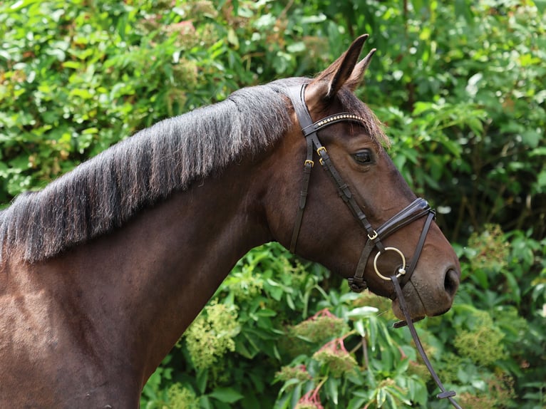 Hanoverian Mare 3 years 17 hh Bay-Dark in Strausberg