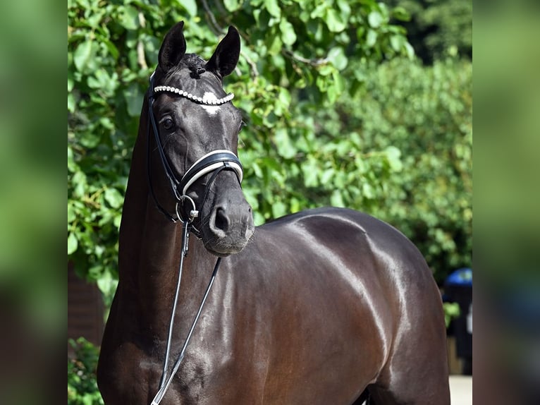 Hanoverian Mare 3 years 17 hh Black in Bad Bevensen