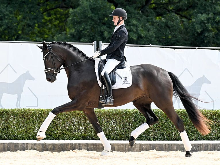 Hanoverian Mare 3 years 17 hh Black in Bad Bevensen