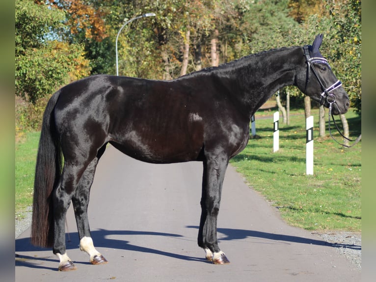 Hanoverian Mare 3 years 17 hh Black in Deinstedt