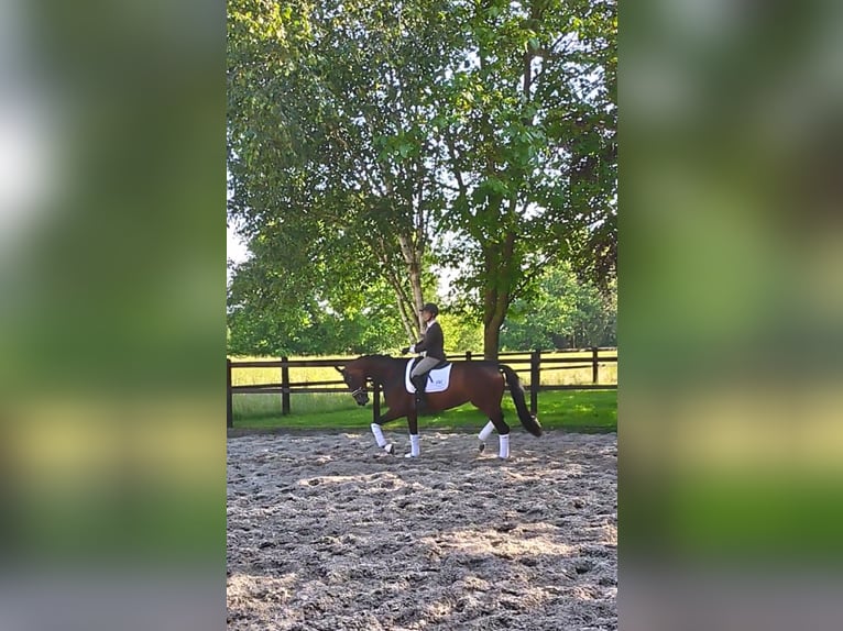 Hanoverian, Mare, 3 years, 17 hh, Brown
