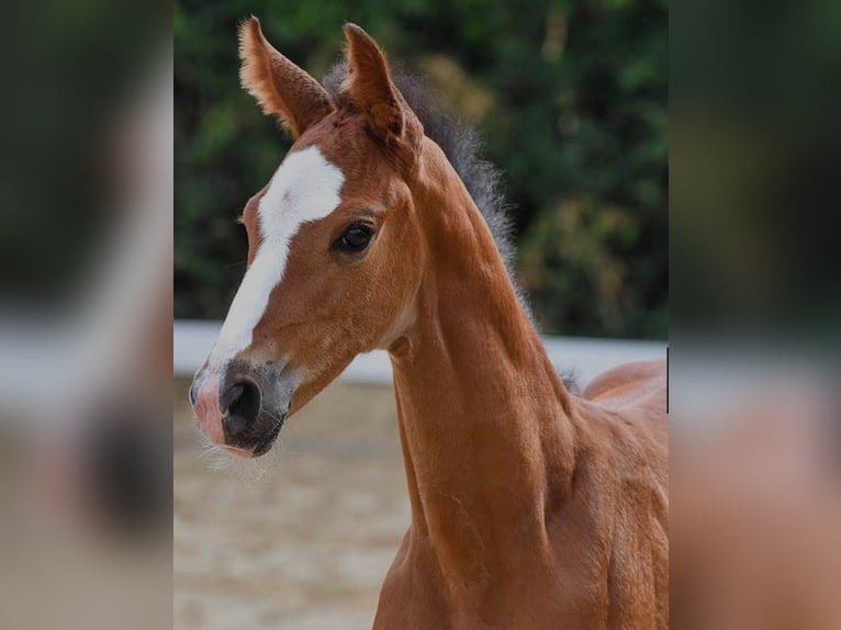 Hanoverian Mare 3 years 17 hh Brown in Grabfeld