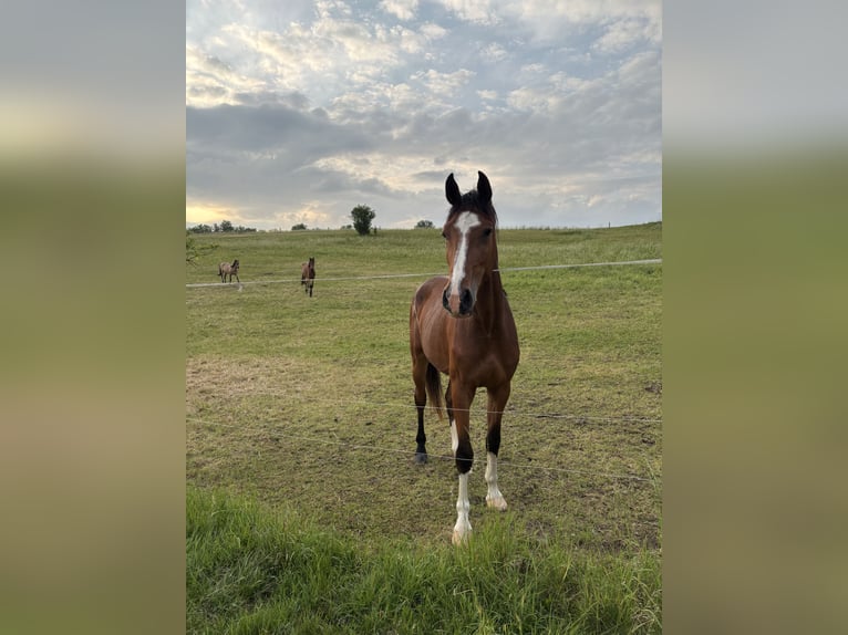 Hanoverian Mare 3 years 17 hh Brown in Grabfeld
