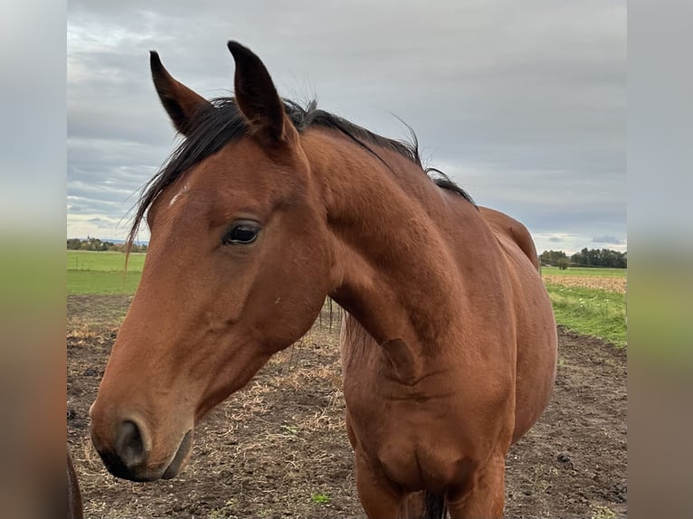 Hanoverian Mare 3 years 17 hh Brown in Babenhausen