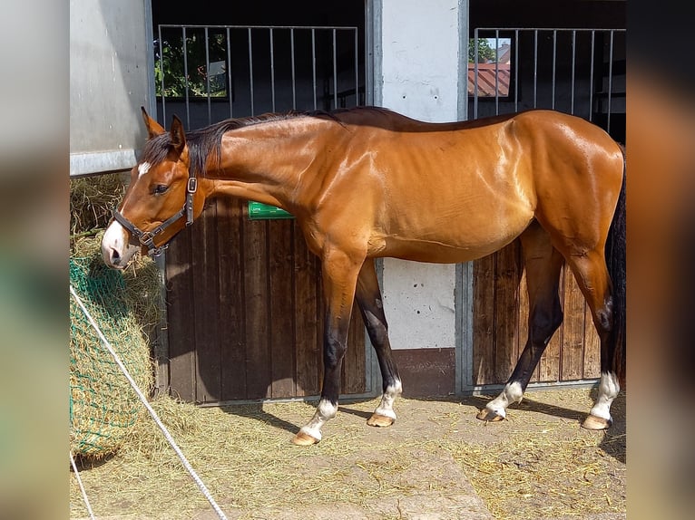 Hanoverian Mare 3 years 17 hh Brown in Königsmoos