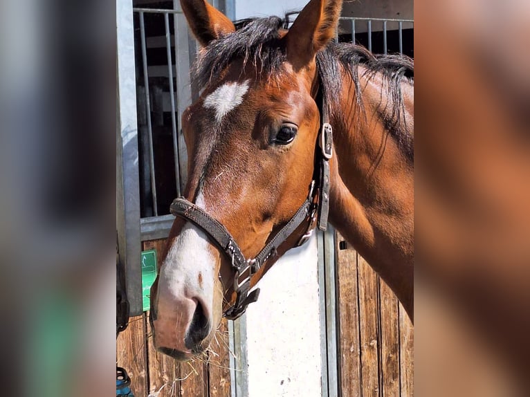 Hanoverian Mare 3 years 17 hh Brown in Königsmoos