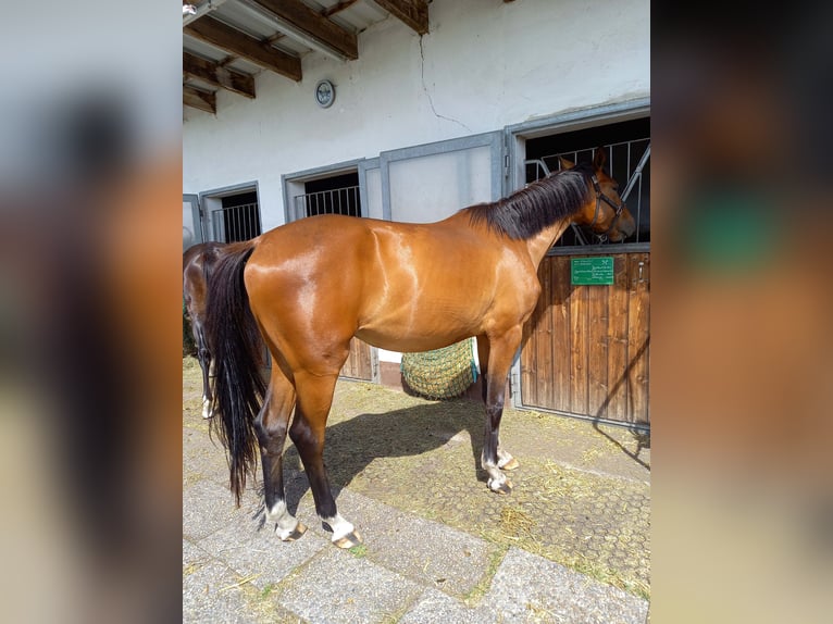 Hanoverian Mare 3 years 17 hh Brown in Königsmoos