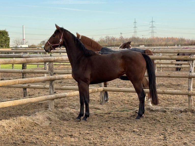 Hanoverian Mare 3 years 17 hh Brown in Grevenbroich
