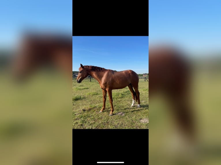 Hanoverian Mare 3 years 17 hh Chestnut-Red in Straelen