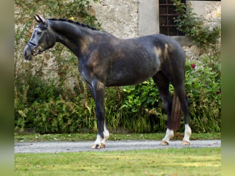 Hanoverian Mare 3 years 17 hh Grey in Rosdorf Hanoverian Mare 3 years 17 hh Grey in Rosdorf