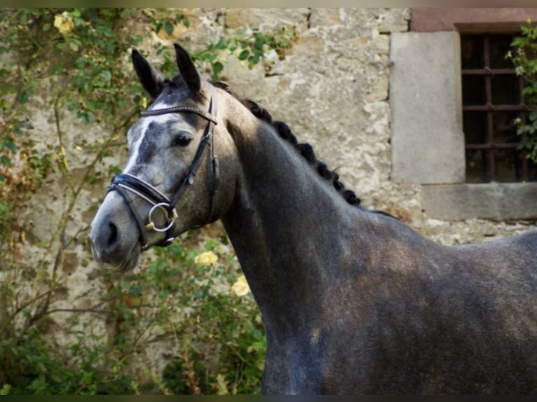 Hanoverian Mare 3 years 17 hh Grey in Rosdorf Hanoverian Mare 3 years 17 hh Grey in Rosdorf