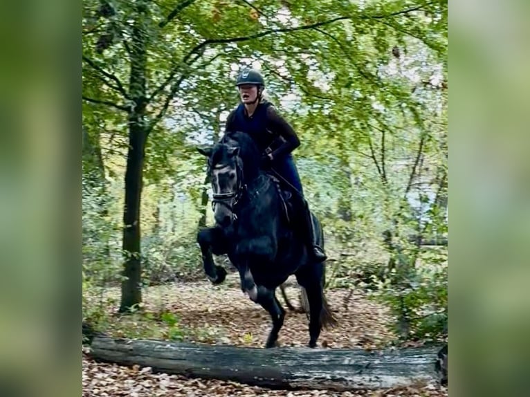 Hanoverian Mare 3 years 17 hh Grey in Rosdorf Hanoverian Mare 3 years 17 hh Grey in Rosdorf