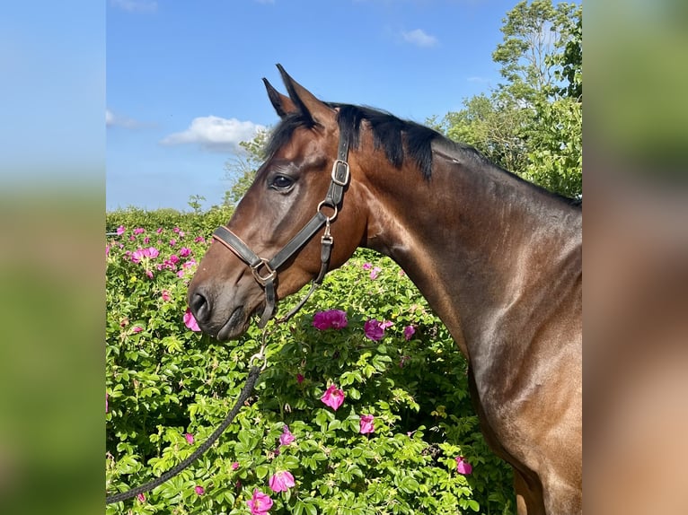 Hanoverian Mare 3 years Bay-Dark in Osten