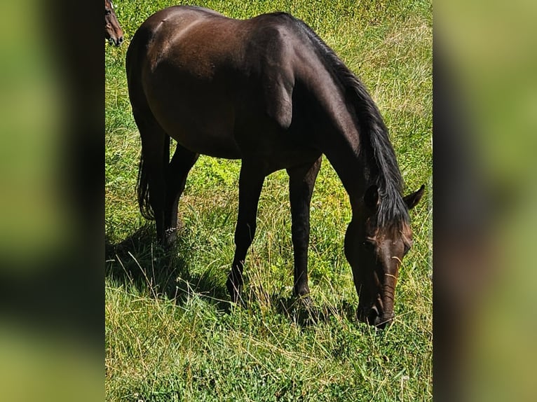Hanoverian Mix Mare 3 years Bay-Dark in Bodenfelde