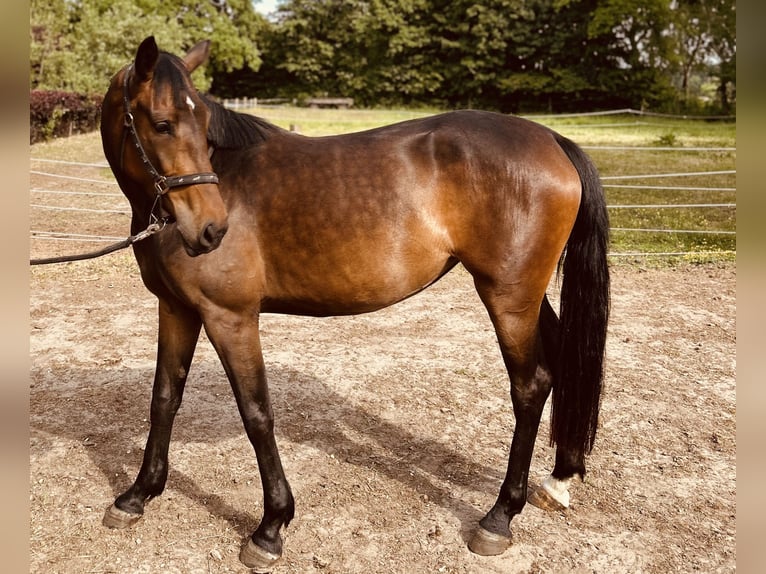 Hanoverian Mare 3 years Bay-Dark in Bramsche