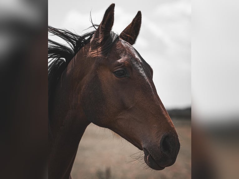 Hanoverian Mare 3 years Bay-Dark in Bramsche