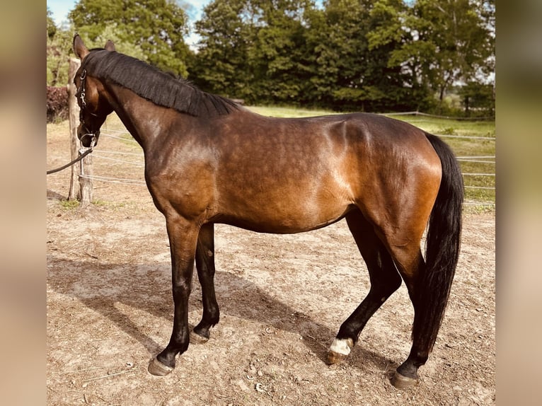 Hanoverian Mare 3 years Bay-Dark in Bramsche