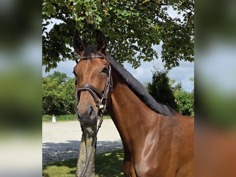 Hanoverian Mare 3 years Brown in Bad Bramstedt