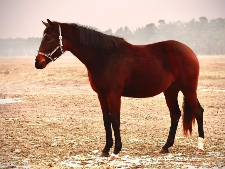 Hanoverian Mare 3 years Brown in Calau