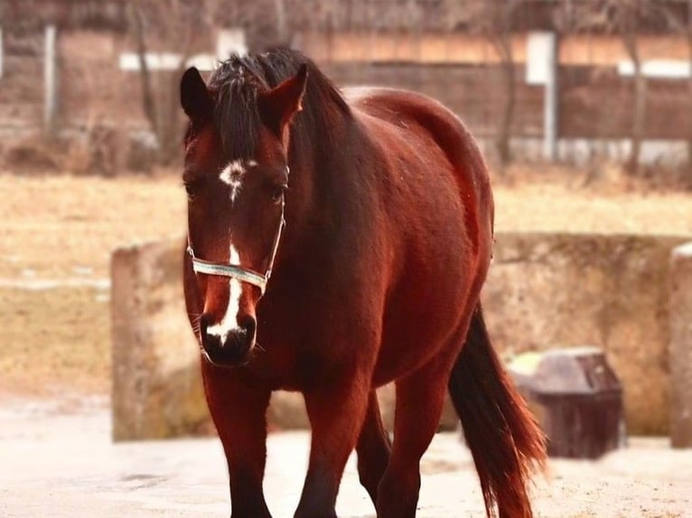 Hanoverian Mare 3 years Brown in Calau