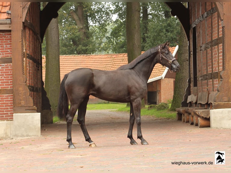 Hanoverian Mare 3 years in Neuenkirchen-Vörden