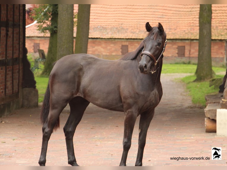 Hanoverian Mare 3 years in Neuenkirchen-Vörden