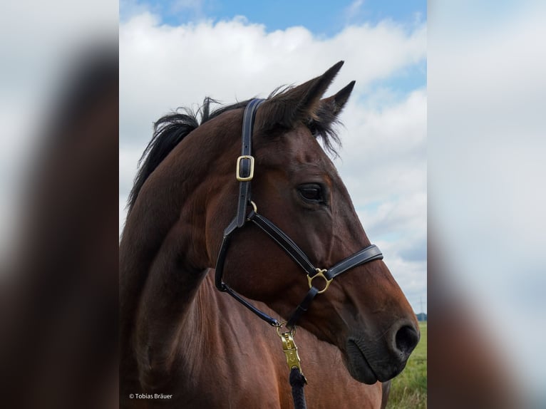 Hanoverian Mare 3 years Grey in Lintig