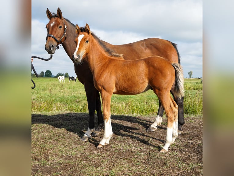 Hanoverian Mare 3 years Grey in Lintig