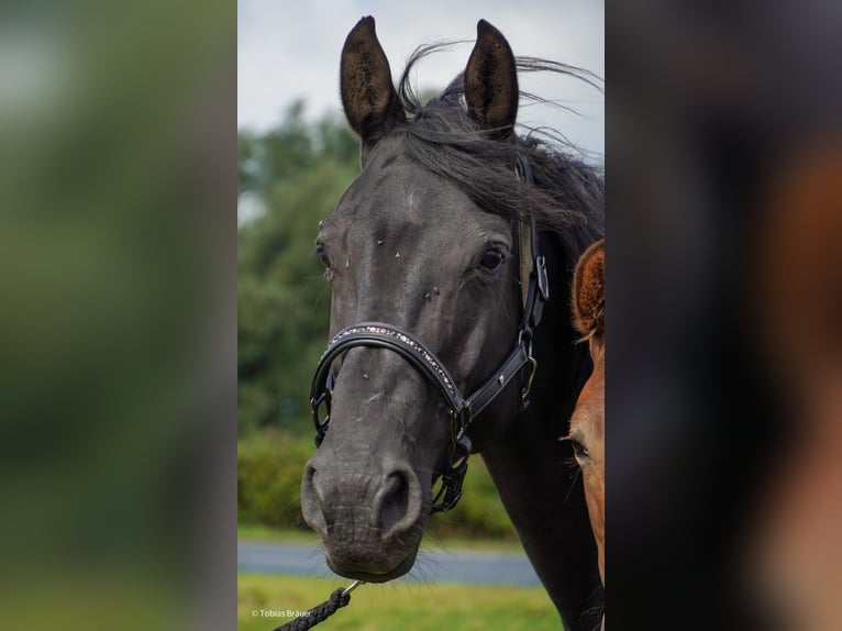 Hanoverian Mare 3 years Grey in Lintig