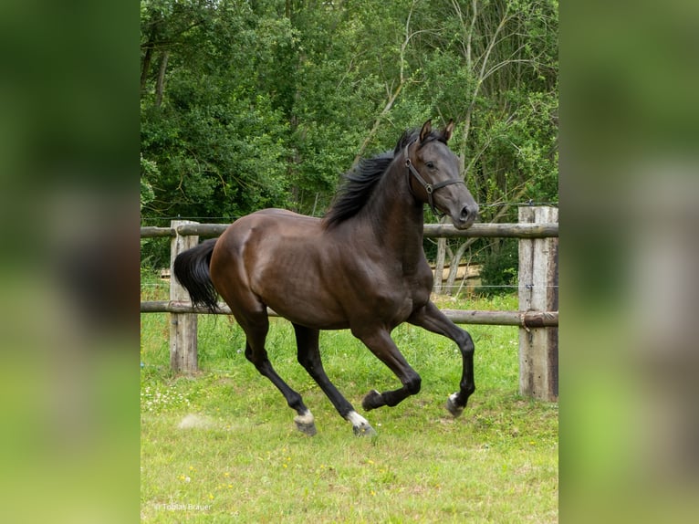 Hanoverian Mare 3 years Grey in Lintig